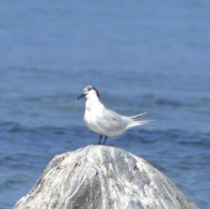 Sandwich Tern