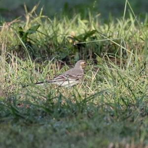 Citrine Wagtail