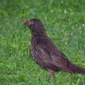 Eurasian Blackbird