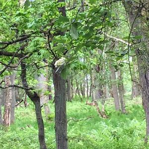 European Roe Deer