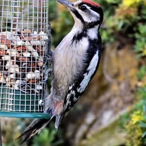 Great Spotted Woodpecker