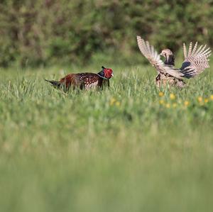 Common Pheasant