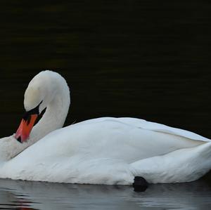 Höckerschwan