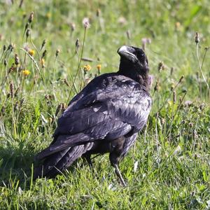 Common Raven