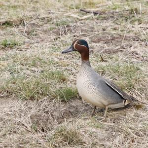 Common Teal