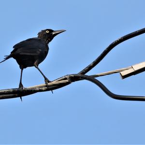 Common Grackle