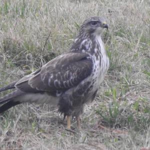 Common Buzzard