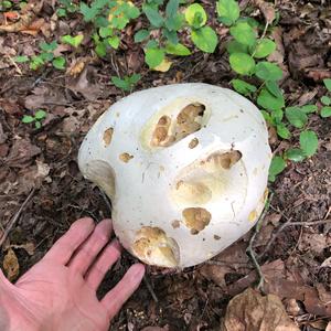 Giant Puffball