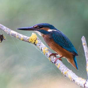 Eisvogel