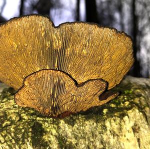 Thick-maze Oak polypore