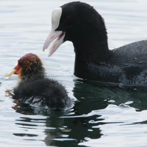 Common Coot