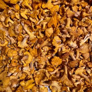 Chanterelle, Common