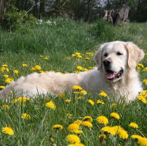 Retriever (Golden)