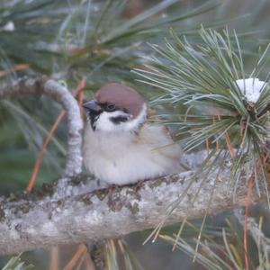 Eurasian Tree Sparrow