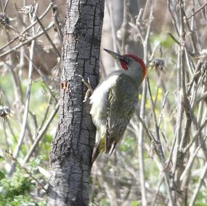 Eurasian Green Woodpecker