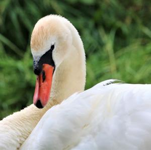 Mute Swan