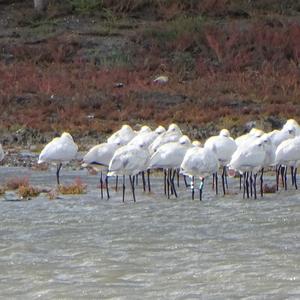 Eurasian Spoonbill