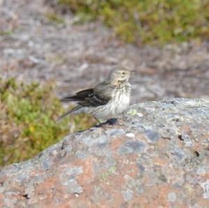 Meadow Pipit