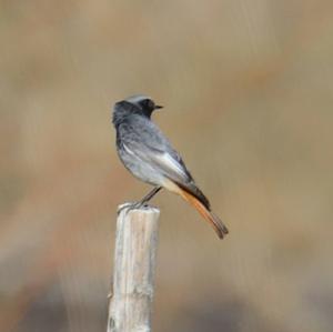 Black Redstart