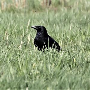 Carrion Crow