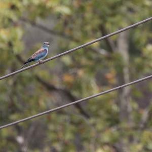 European Roller