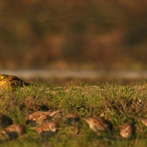 Yellowhammer