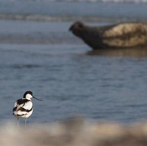 Pied Avocet