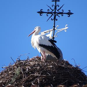 Weißstorch