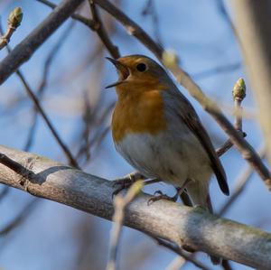 European Robin