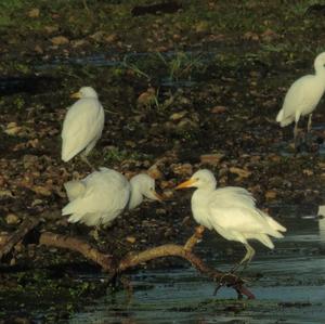 Cattle Egret