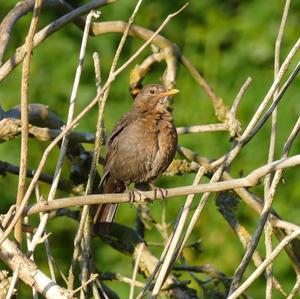 Song Thrush