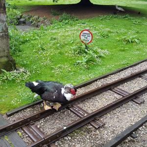 Muscovy Duck