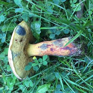 Satan`s Bolete