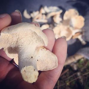 Hedgehog Fungus, Common