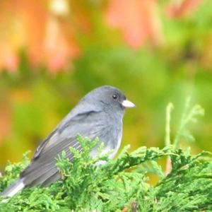 Dark-eyed Junco