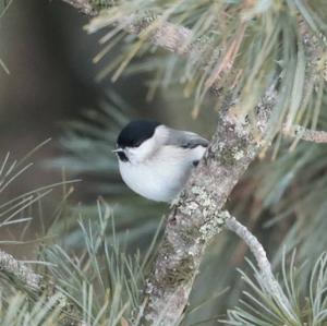 Marsh Tit