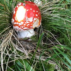 Fly Agaric