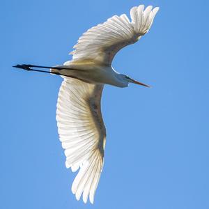 Great Egret