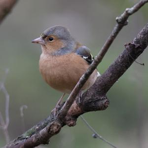 Eurasian Chaffinch