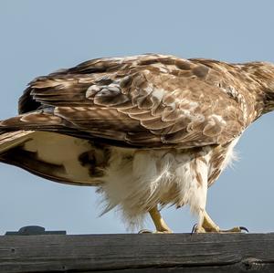 Sharp-shinned Hawk