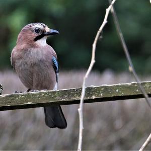 Eurasian Jay