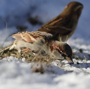 House Sparrow