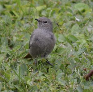 Black Redstart