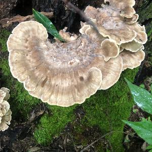 Black-staining Polypore