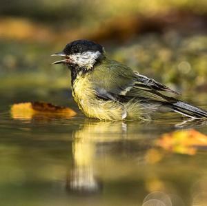 Great Tit