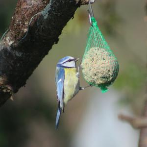 Blue Tit