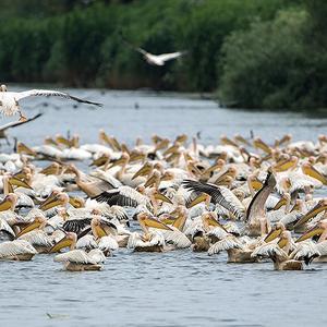 Great White Pelican