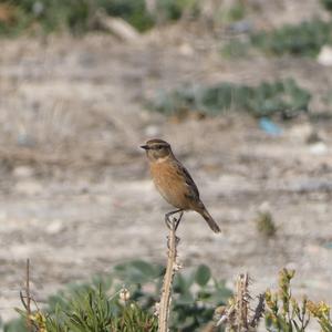 European stonechat