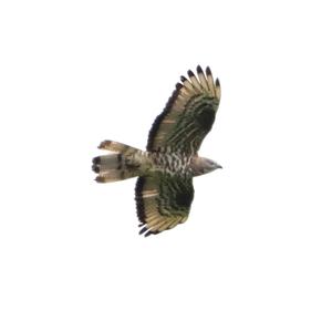 European Honey-buzzard