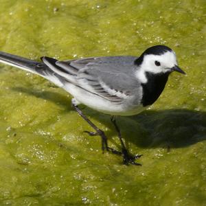 White Wagtail